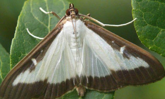 Pontelongo – La Piralide del bosso è presente anche nel nostro territorio.