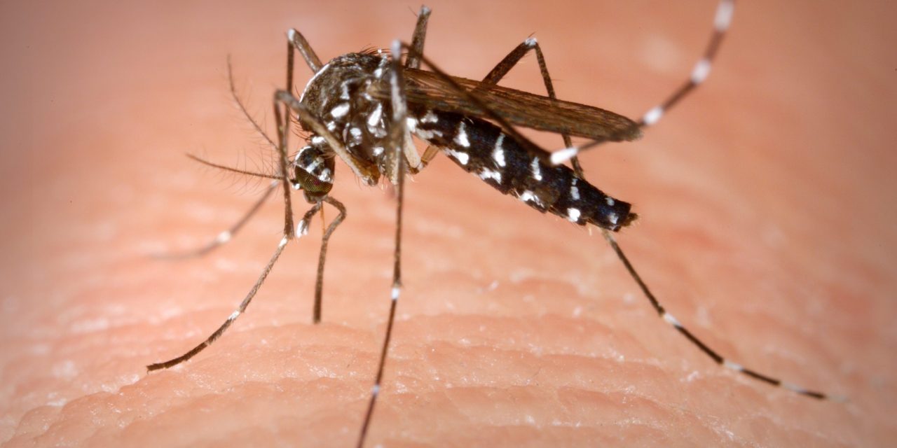 Piove di Sacco – Lotta alle zanzare Ordinanza sindacale – Disponibilità pastiglie insetticide