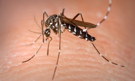 Piove di Sacco – Lotta alle zanzare Ordinanza sindacale – Disponibilità pastiglie insetticide