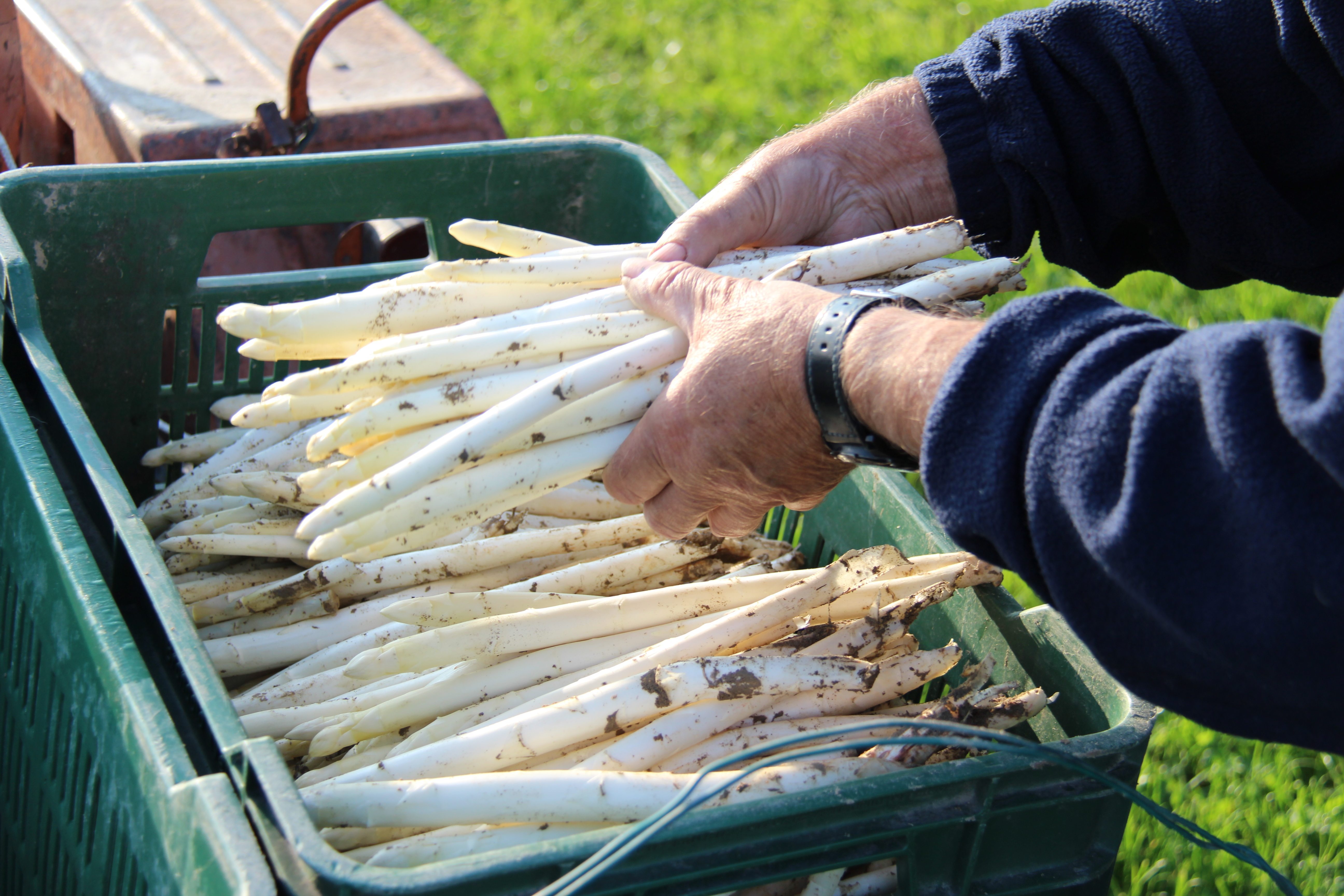 Codevigo – 27^ Festa dell'asparago tipico di Conche 2015