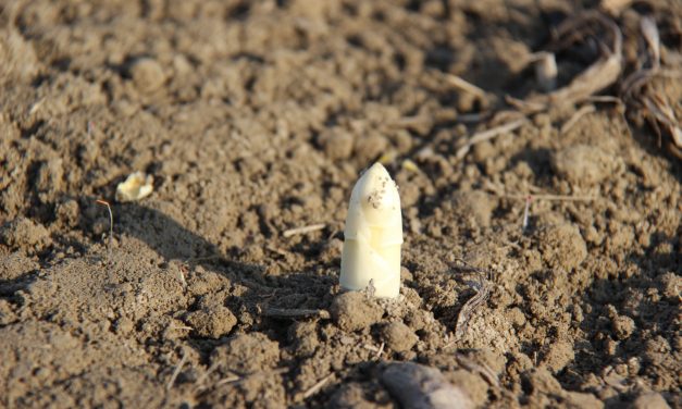 Codevigo – Festa dell'Asparago Bianco di Conche 2014