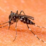 Piove di Sacco – Lotta alle zanzare nelle aree pubbliche e private