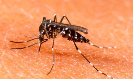 Lotta alla zanzara – Linee guida per l'estate 2014