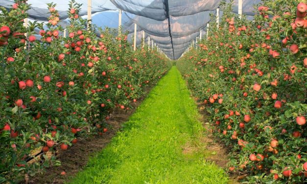 Saonara – Inaugurazione Frutteto biologico didattico di piante antiche